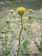 Plancia ëd Geraea viscida (A. Gray) Blake