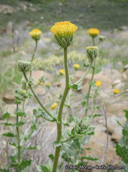 Plancia ëd Geraea viscida (A. Gray) Blake