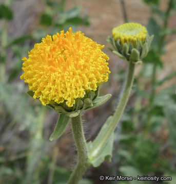 Plancia ëd Geraea viscida (A. Gray) Blake