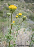 Plancia ëd Geraea viscida (A. Gray) Blake