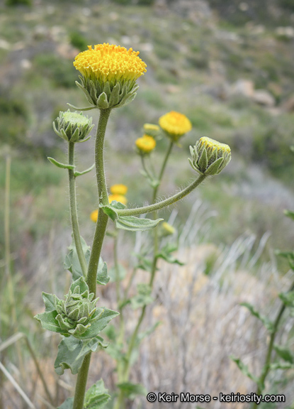 Plancia ëd Geraea viscida (A. Gray) Blake