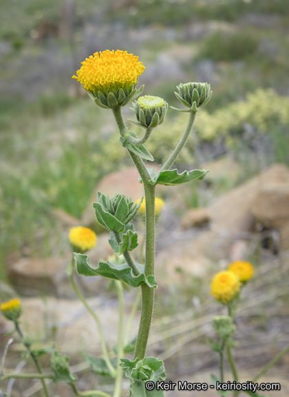 Plancia ëd Geraea viscida (A. Gray) Blake