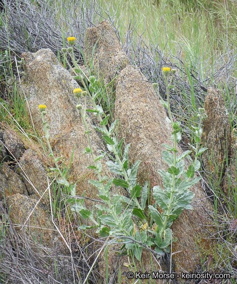 Plancia ëd Geraea viscida (A. Gray) Blake