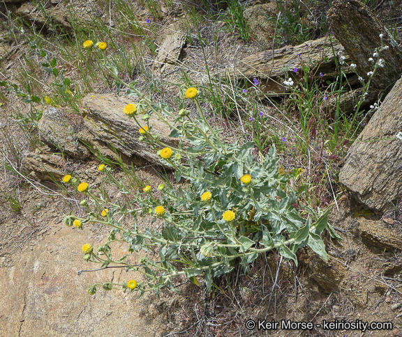 Plancia ëd Geraea viscida (A. Gray) Blake