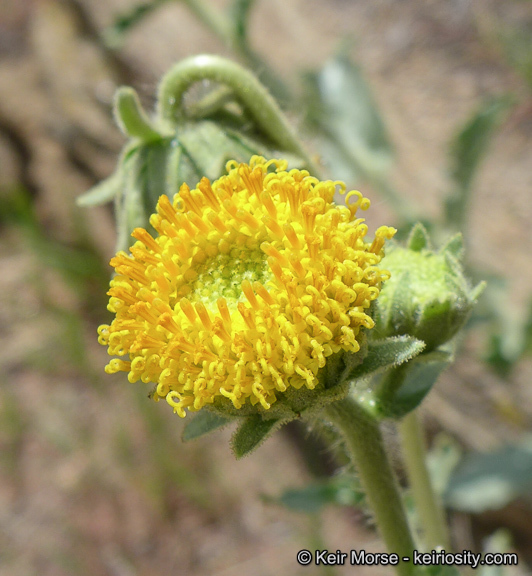 Plancia ëd Geraea viscida (A. Gray) Blake