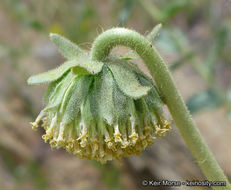 Plancia ëd Geraea viscida (A. Gray) Blake