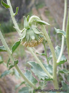 Plancia ëd Geraea viscida (A. Gray) Blake