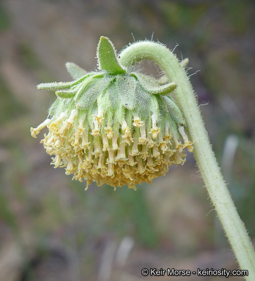 Plancia ëd Geraea viscida (A. Gray) Blake