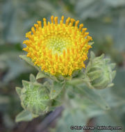 Plancia ëd Geraea viscida (A. Gray) Blake