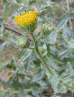 Plancia ëd Geraea viscida (A. Gray) Blake