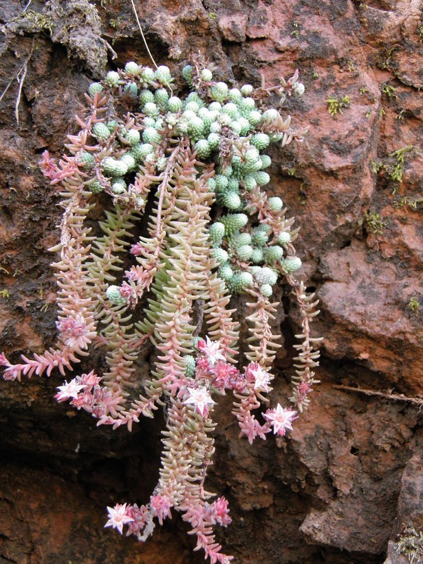 Image of Sedum alamosanum S. Wats.