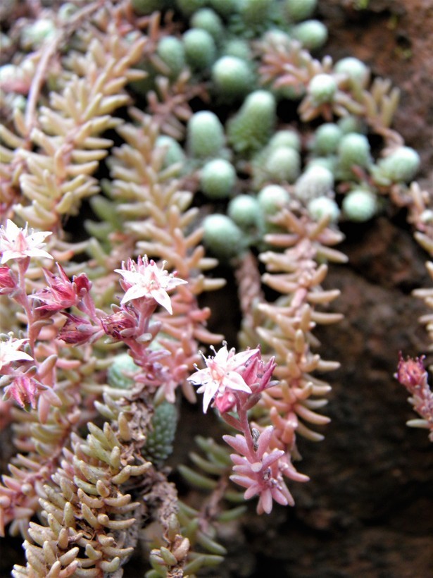 Image of Sedum alamosanum S. Wats.