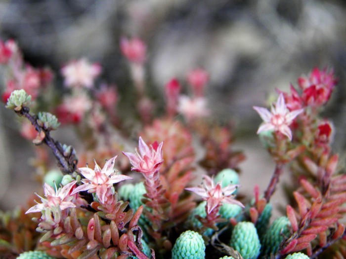 Image of Sedum alamosanum S. Wats.