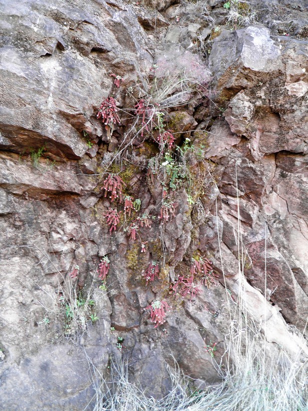 Image of Sedum alamosanum S. Wats.