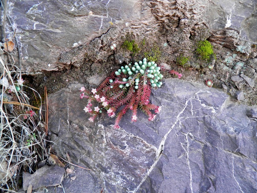 Image of Sedum alamosanum S. Wats.