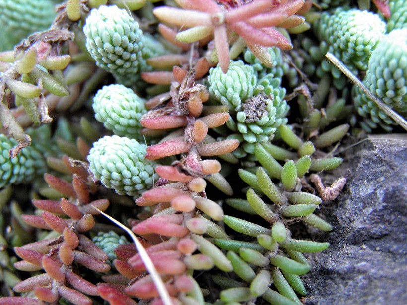 Image of Sedum alamosanum S. Wats.