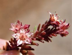 Image of Sedum alamosanum S. Wats.