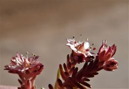 Image of Sedum alamosanum S. Wats.