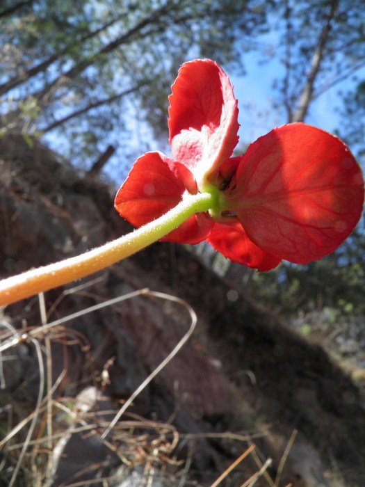 Слика од Euphorbia strigosa Hook. & Arn.