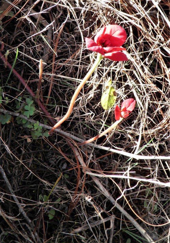 Слика од Euphorbia strigosa Hook. & Arn.