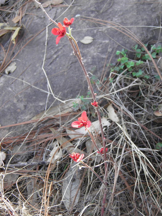 Слика од Euphorbia strigosa Hook. & Arn.