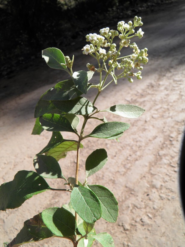 Buddleja parviflora (rights holder: 2017 Wynn Anderson)