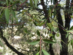 Image of Bonpland willow