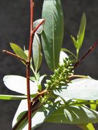 Image of Bonpland willow