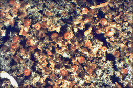 Image de Cosmospora coccinea Rabenh. 1862