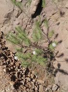 Image of pineneedle milkweed