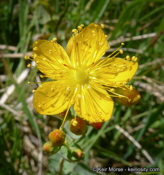 Image de Hypericum scouleri Hook.