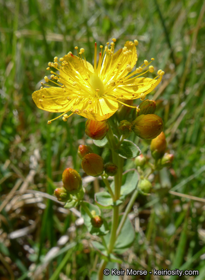 Image de Hypericum scouleri Hook.