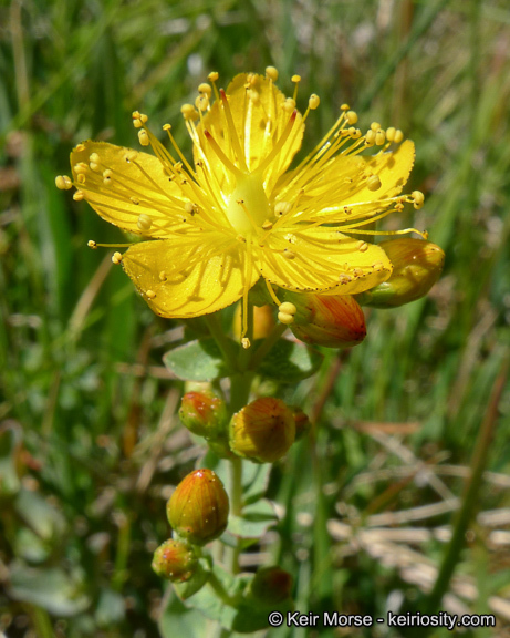 Image de Hypericum scouleri Hook.