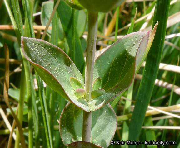 Image de Hypericum scouleri Hook.