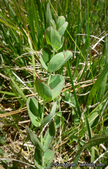 Image de Hypericum scouleri Hook.