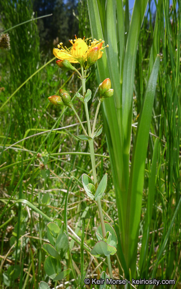 Image de Hypericum scouleri Hook.