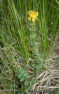 Image de Hypericum scouleri Hook.