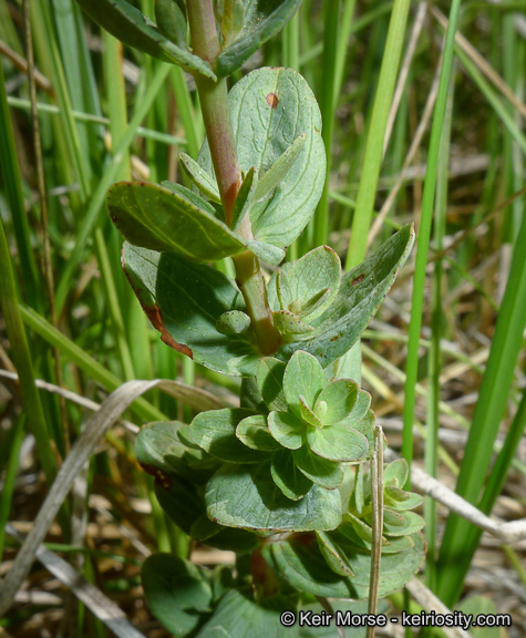 Image de Hypericum scouleri Hook.