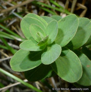 Image de Hypericum scouleri Hook.