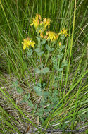 Image de Hypericum scouleri Hook.