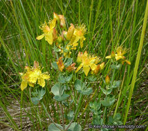 Image de Hypericum scouleri Hook.