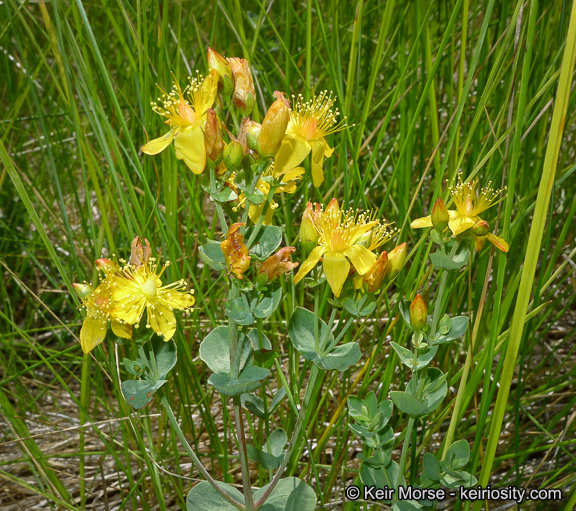 Image de Hypericum scouleri Hook.