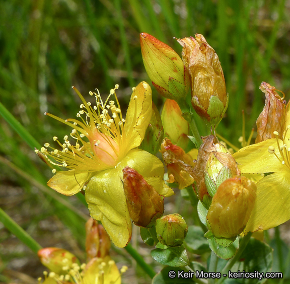 Image de Hypericum scouleri Hook.