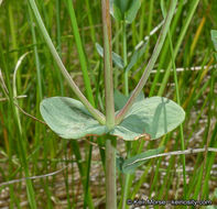 Image de Hypericum scouleri Hook.