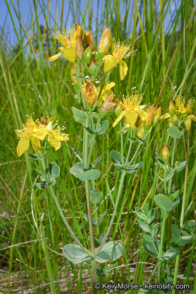 Image de Hypericum scouleri Hook.