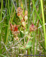 Image de Hypericum scouleri Hook.