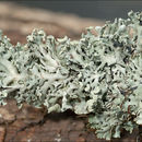 Image of Hooded Bone Lichen