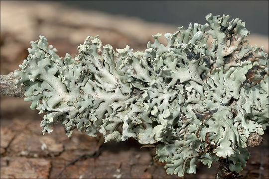 Image of Hooded Bone Lichen