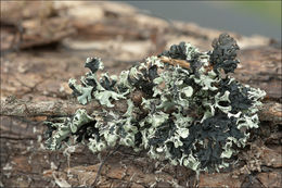 Image of Hooded Bone Lichen