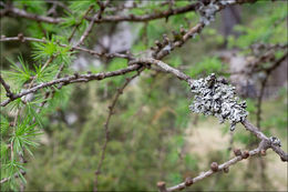 Image of Hooded Bone Lichen
